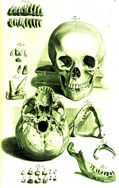 Table 92: Skull Detail